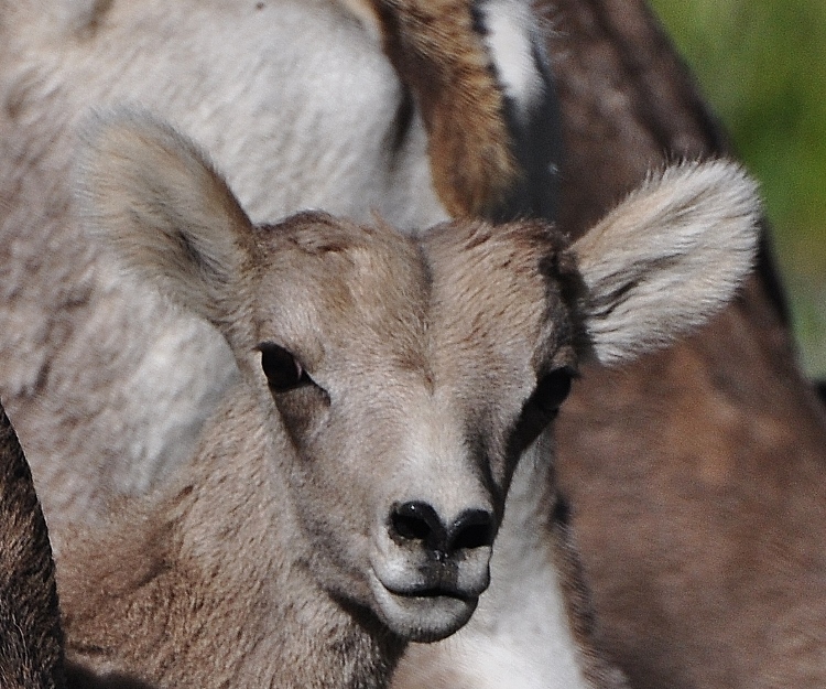 Big Horn sheep